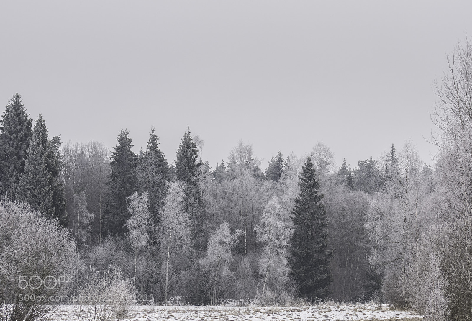Nikon D5300 sample photo. Winter o photography