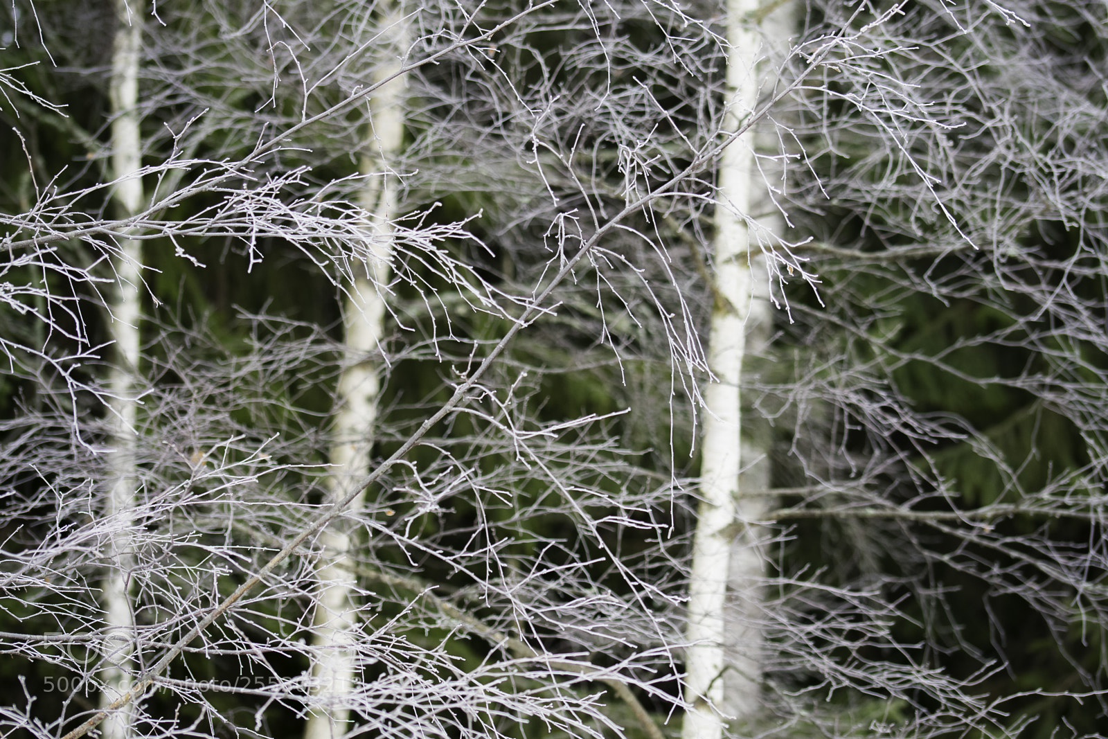 Nikon D5300 sample photo. Winter o photography