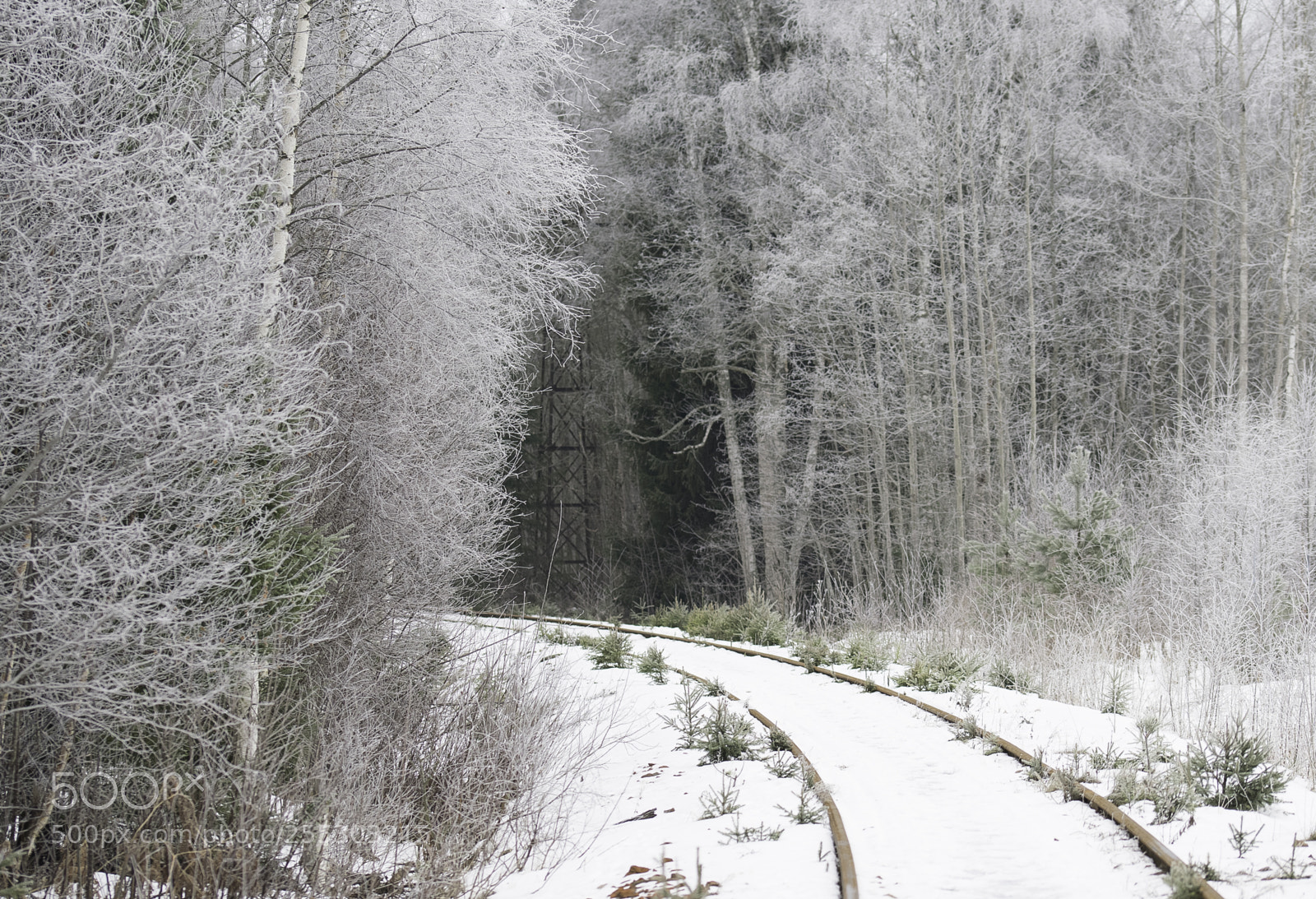 Nikon D5300 sample photo. Winter o photography