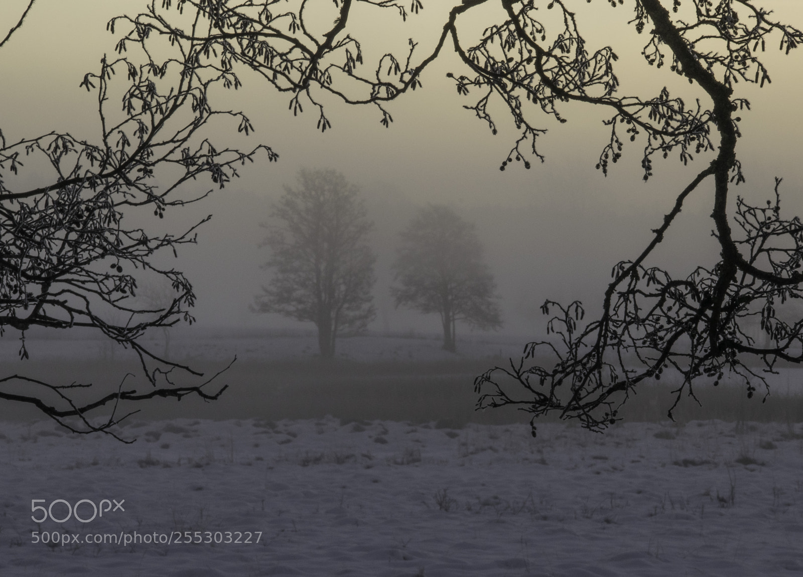 Nikon D5300 sample photo. Winter o photography