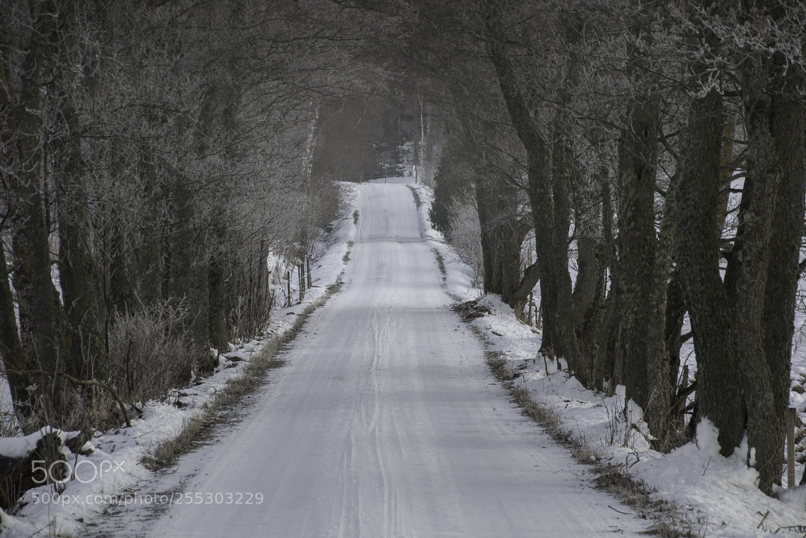Nikon D5300 sample photo. Winter o photography