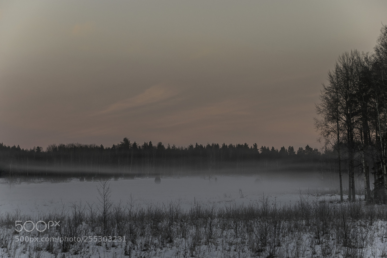Nikon D5300 sample photo. Winter o photography