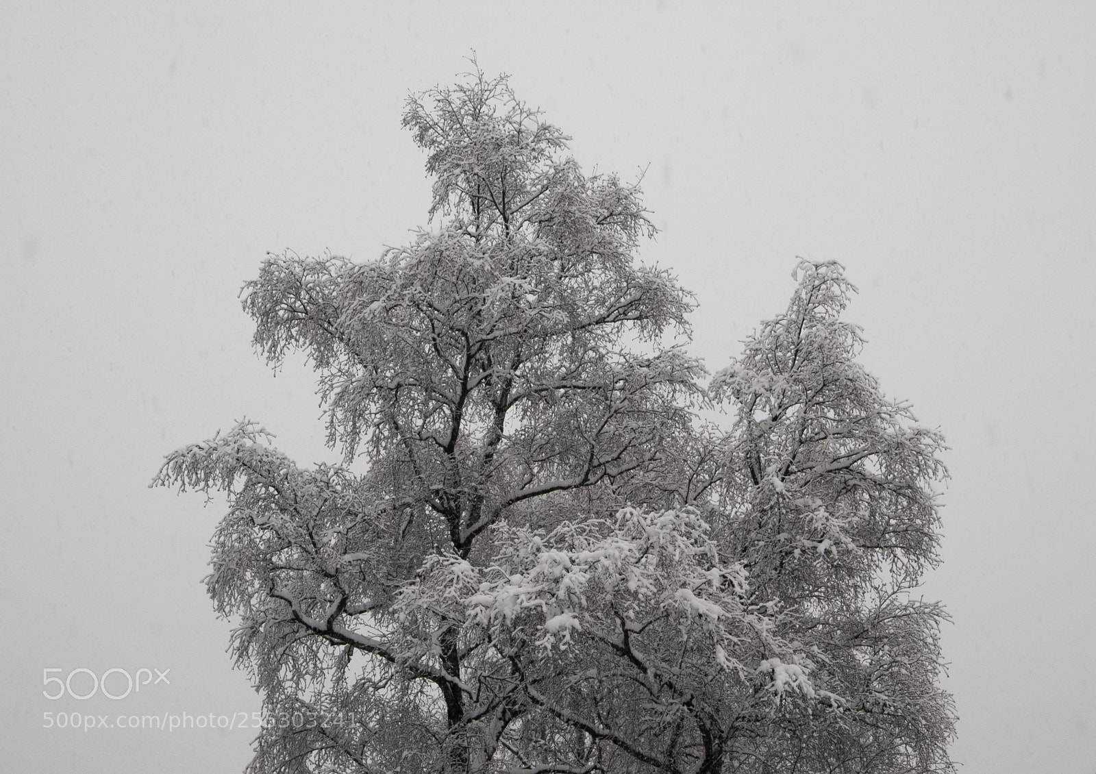 Nikon D5300 sample photo. Winter o photography