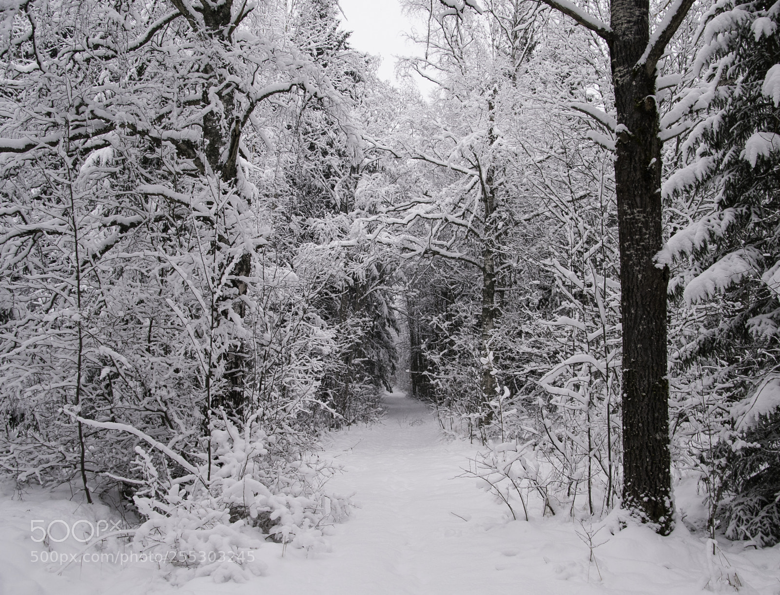 Nikon D5300 sample photo. Winter o photography