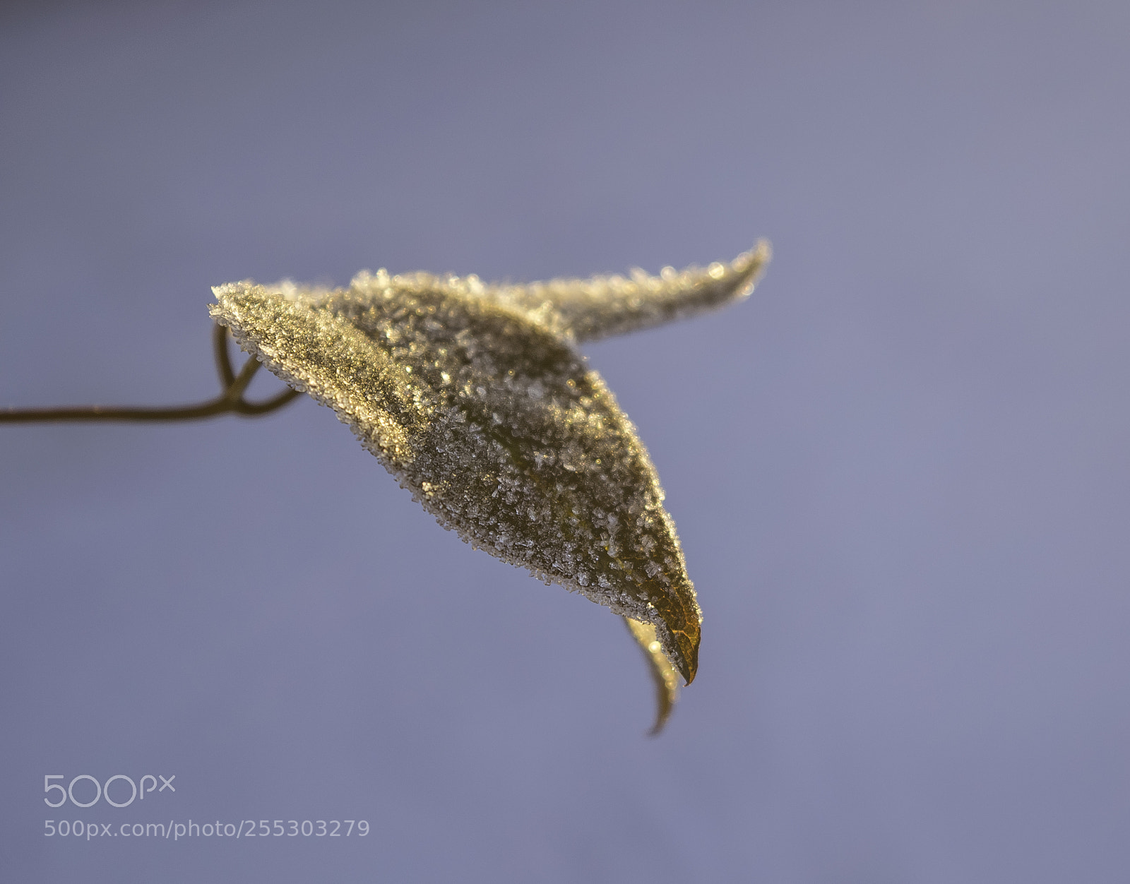 Nikon D5300 sample photo. Winter o photography