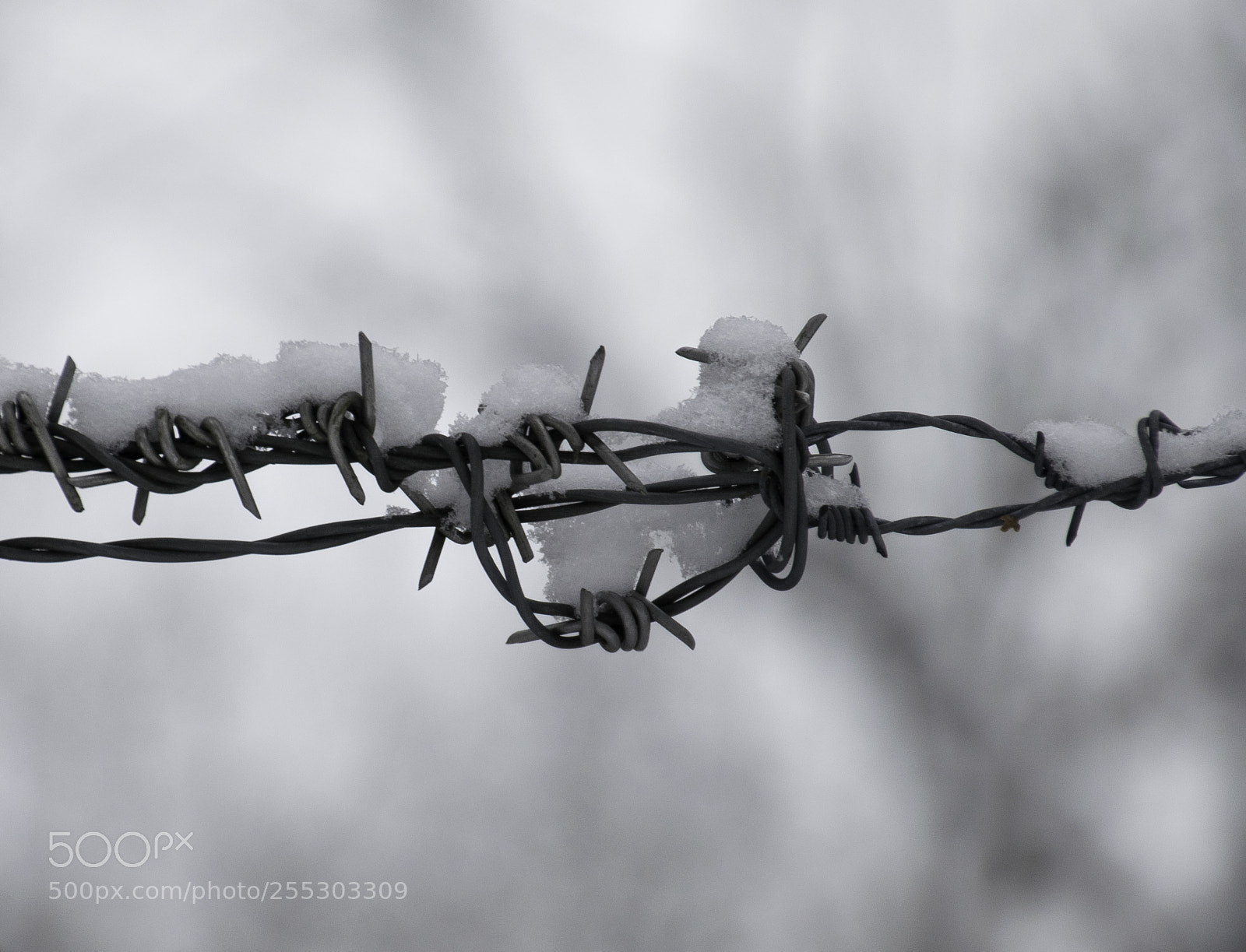 Nikon D5300 sample photo. Winter o photography