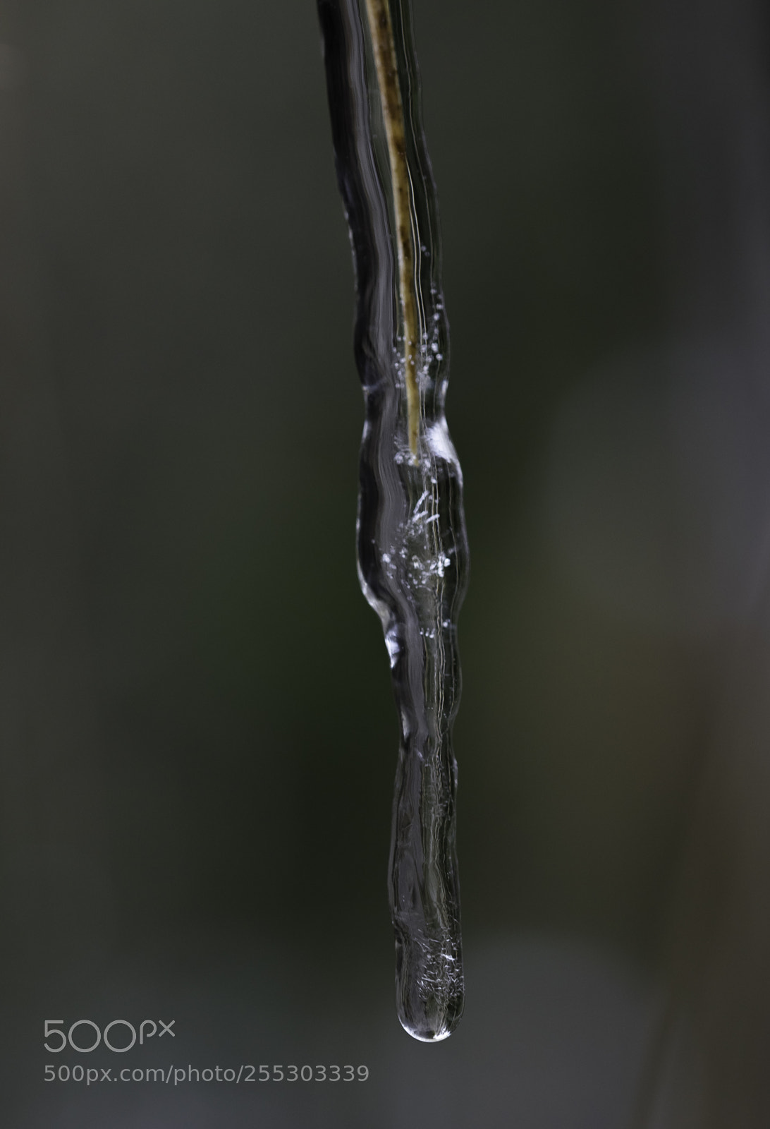 Nikon D5300 sample photo. Winter o photography