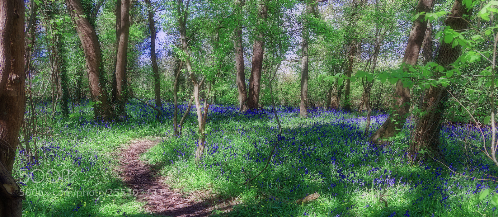 Canon EOS 5DS R sample photo. Spring wood photography