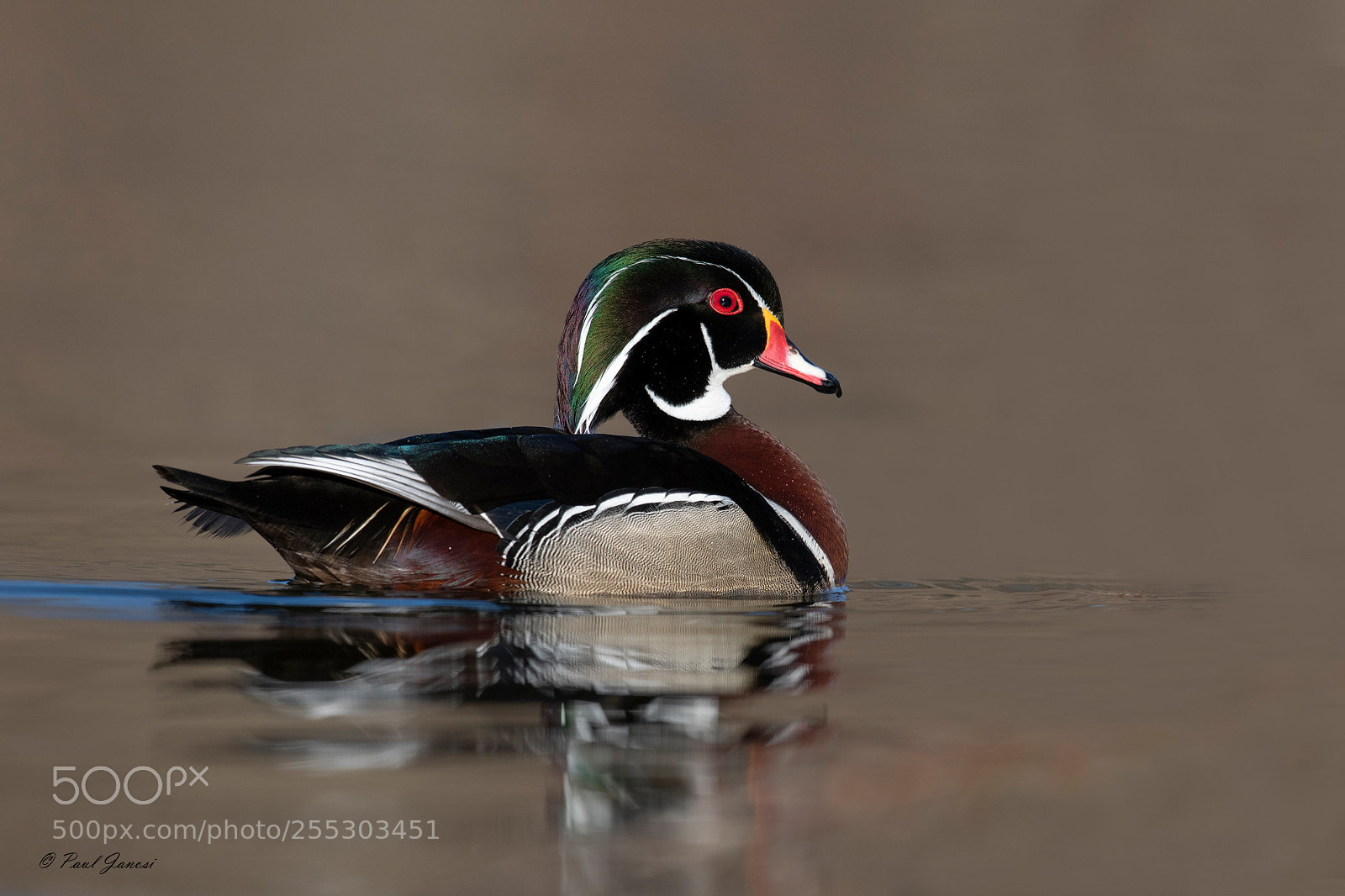 Nikon D850 sample photo. Wood duck drake reflections photography