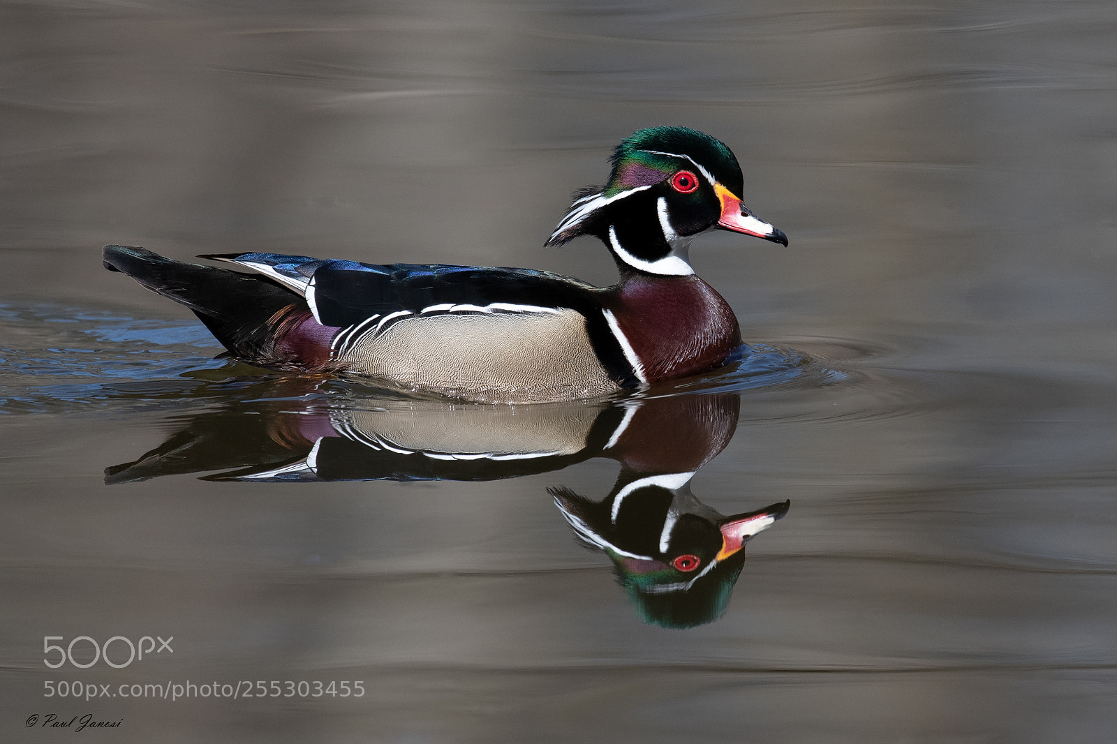 Nikon D850 sample photo. Wood duck drake reflections photography