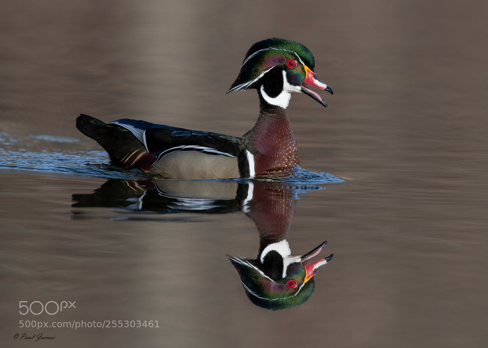 Nikon D850 sample photo. Wood duck drake reflections photography
