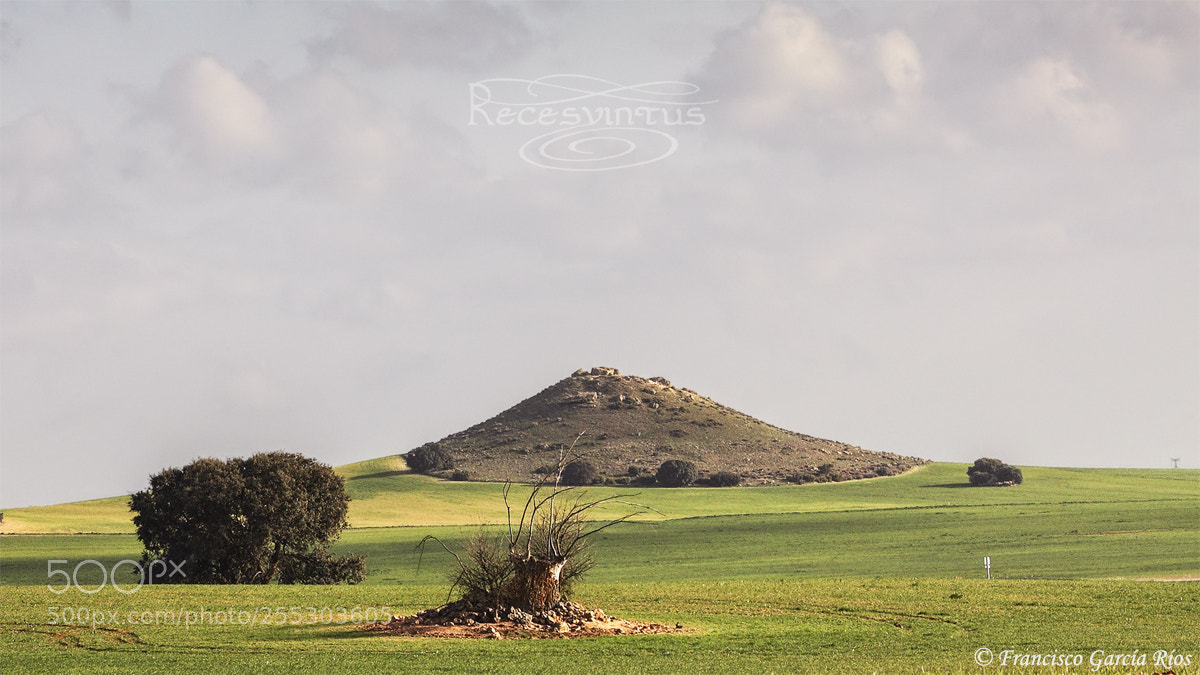 Canon EOS 50D sample photo. Through the fields of photography