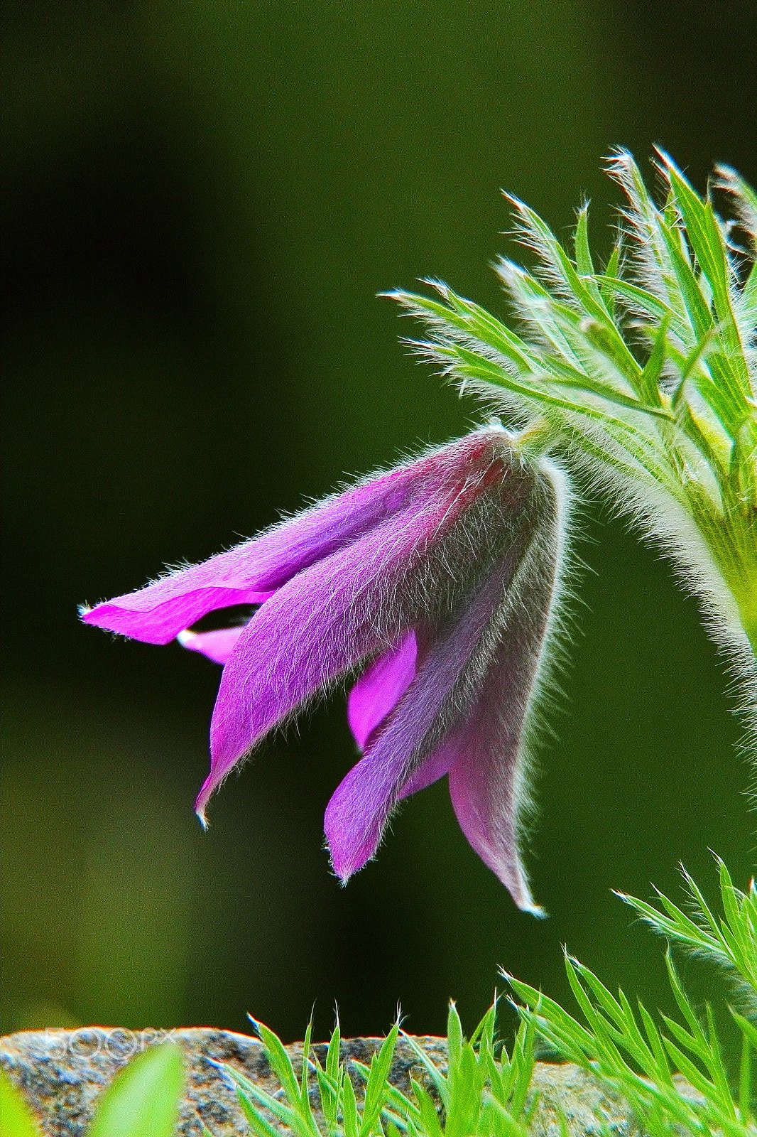 Canon EF-S 18-200mm F3.5-5.6 IS sample photo. Pulsatilla vulgaris photography