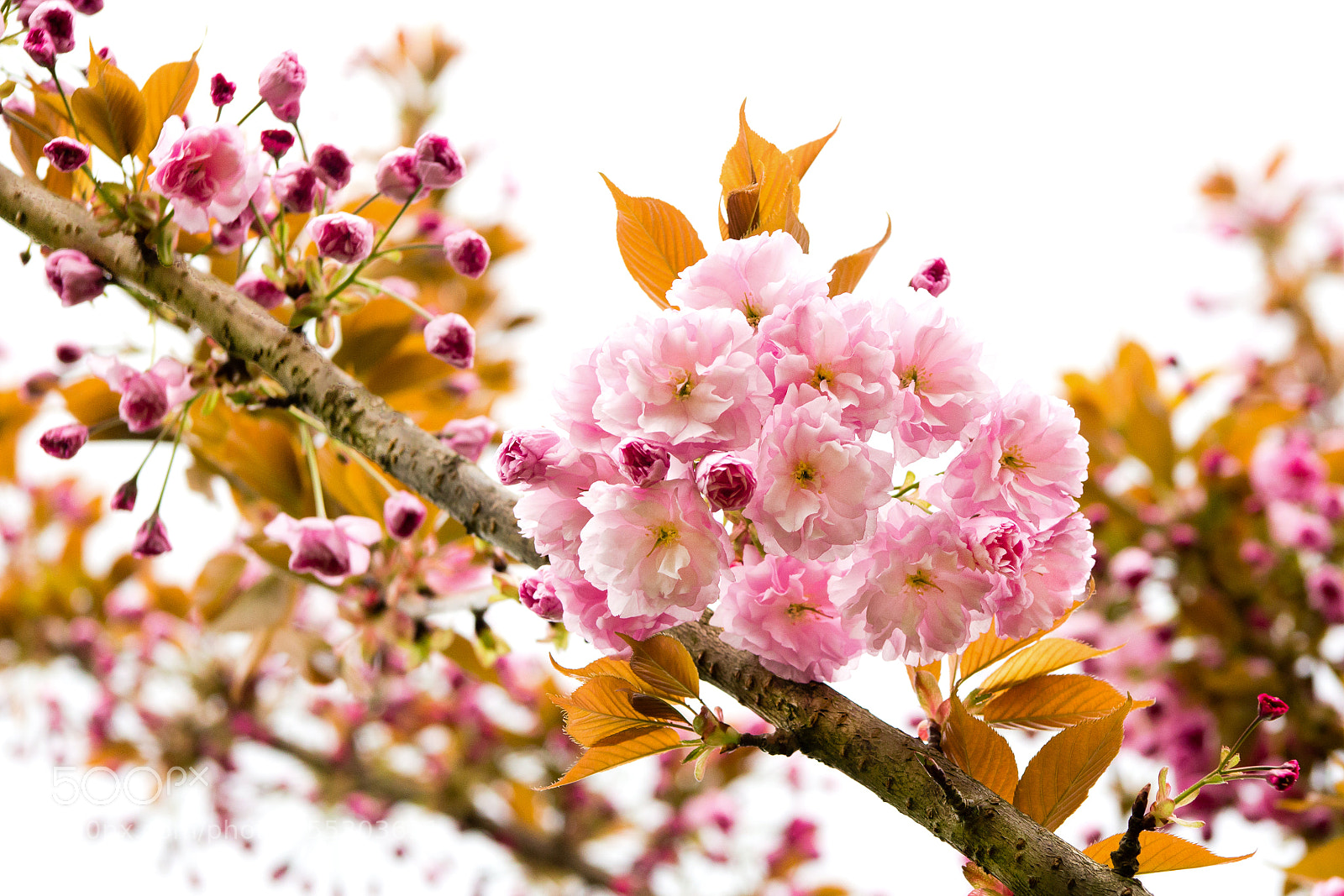 Canon EOS 6D sample photo. Springtime photography