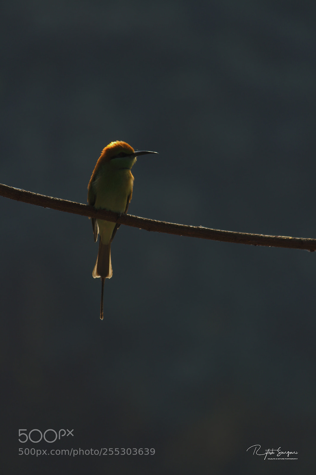 Canon EOS 700D (EOS Rebel T5i / EOS Kiss X7i) sample photo. Green-bee eater.....! photography