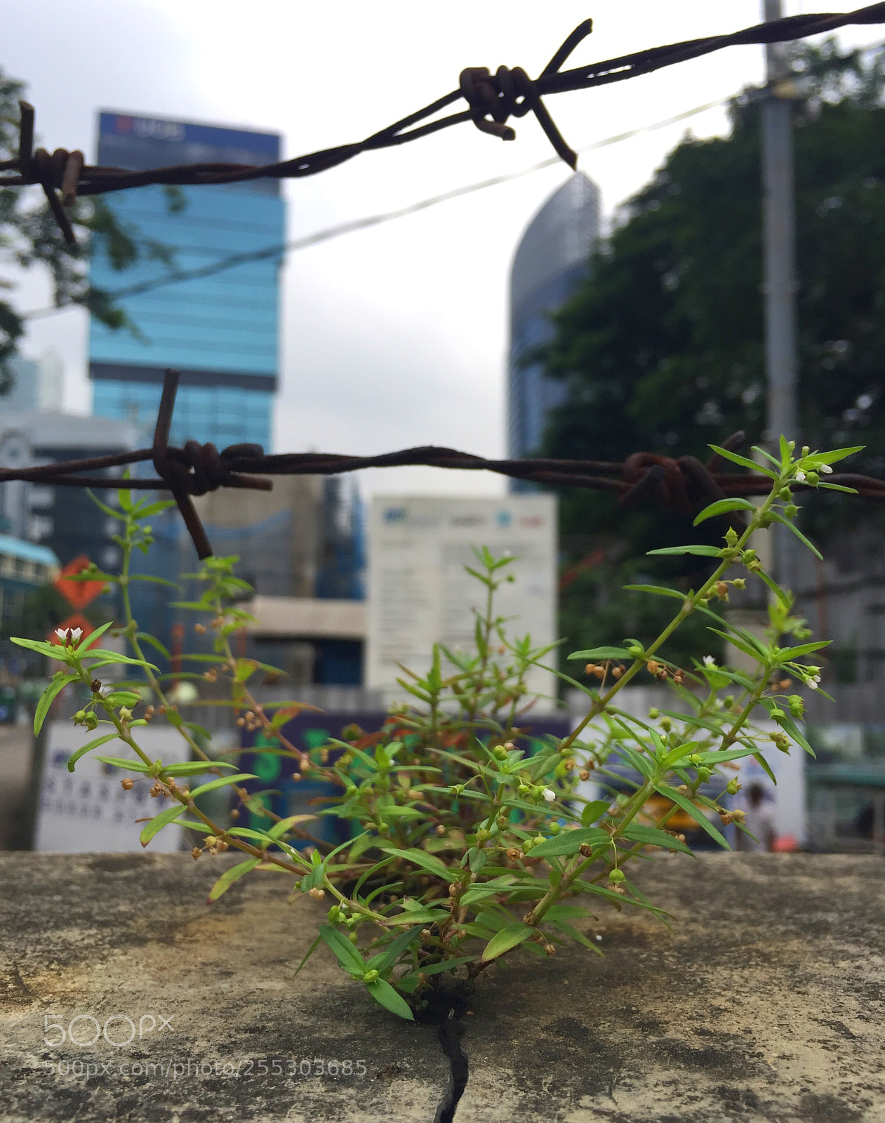 Apple iPhone 6 sample photo. Wall blossoms photography