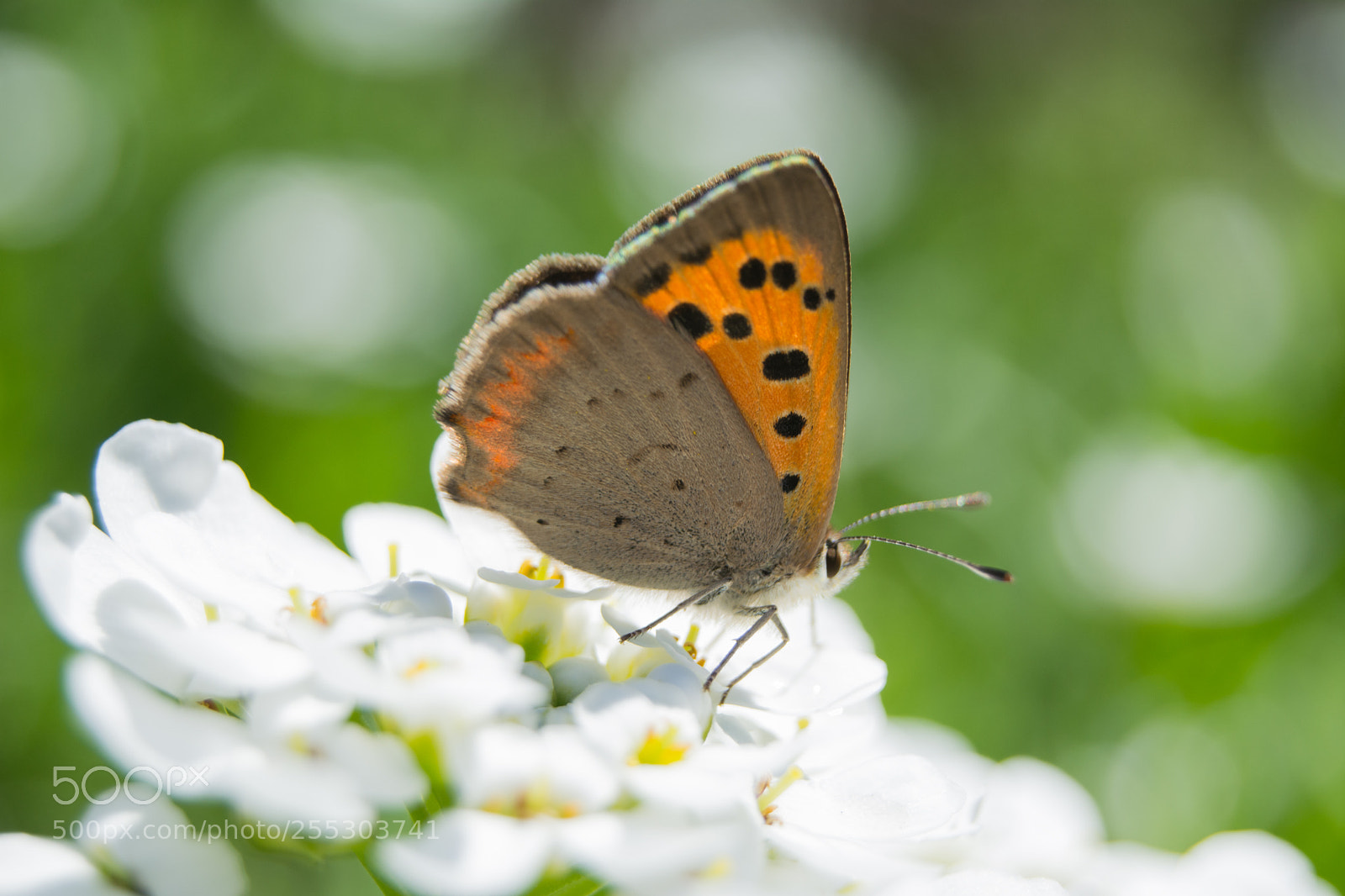 Nikon D5200 sample photo. Lycaena phlaeas photography