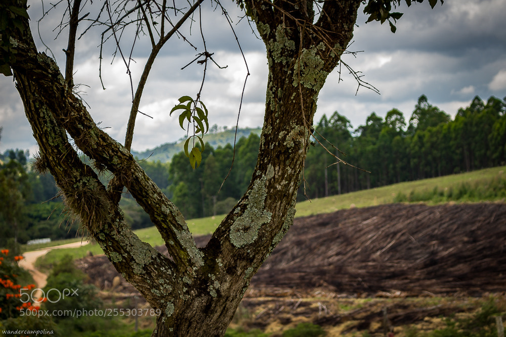Canon EOS 700D (EOS Rebel T5i / EOS Kiss X7i) sample photo. Devastation photography