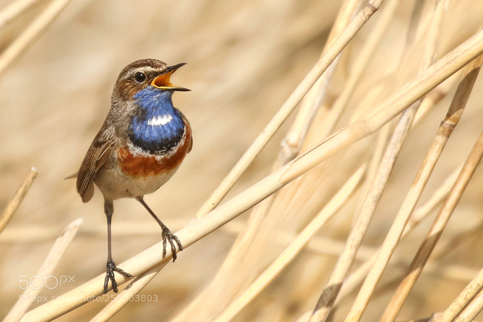 Canon EOS 7D Mark II sample photo. Bluethroat photography