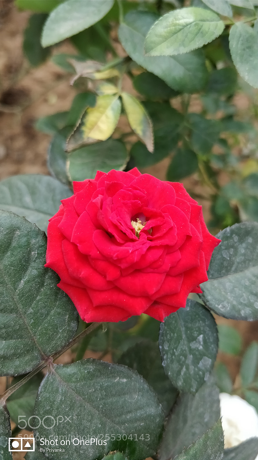 OnePlus 5 sample photo. Untitled photography