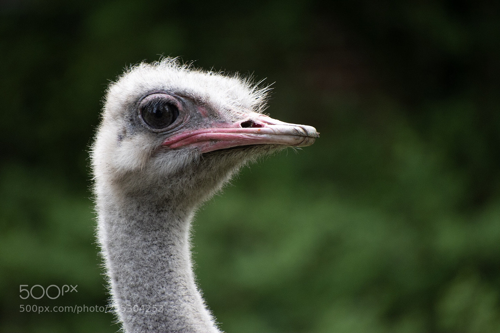 Nikon D5600 sample photo. Face photography