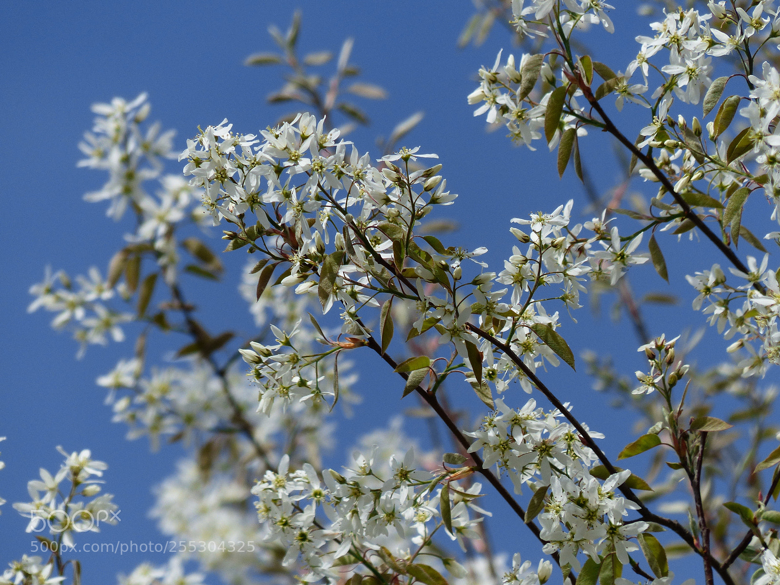 Panasonic Lumix DMC-FZ200 sample photo. Blue and white photography