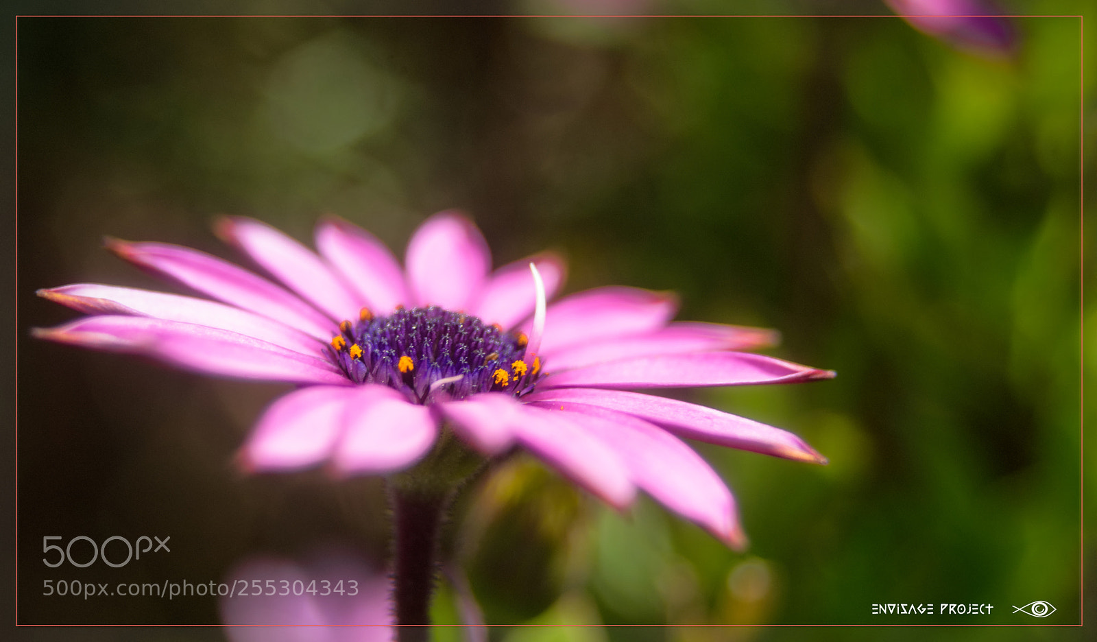 Sony a7R sample photo. Horizontal pink photography