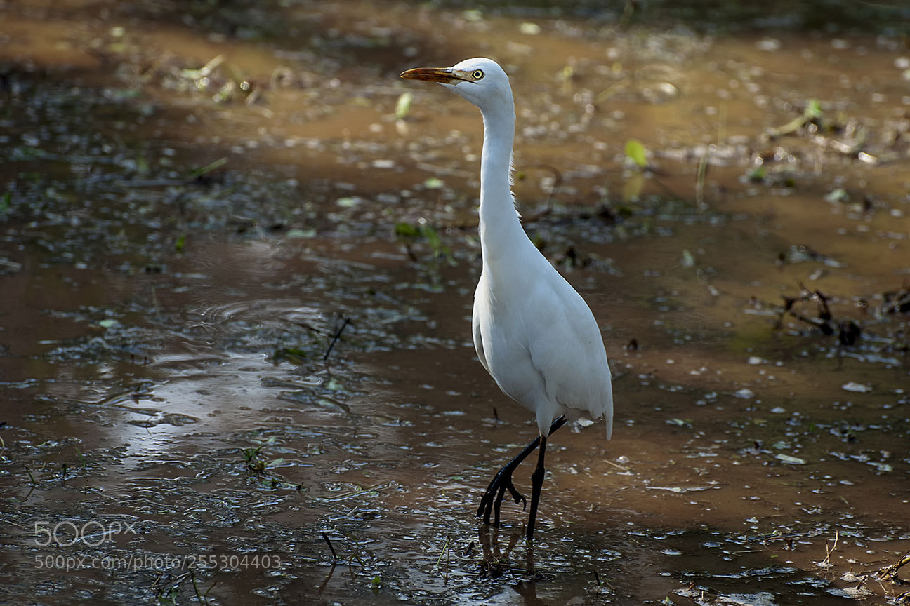 Nikon D80 sample photo. Egret photography