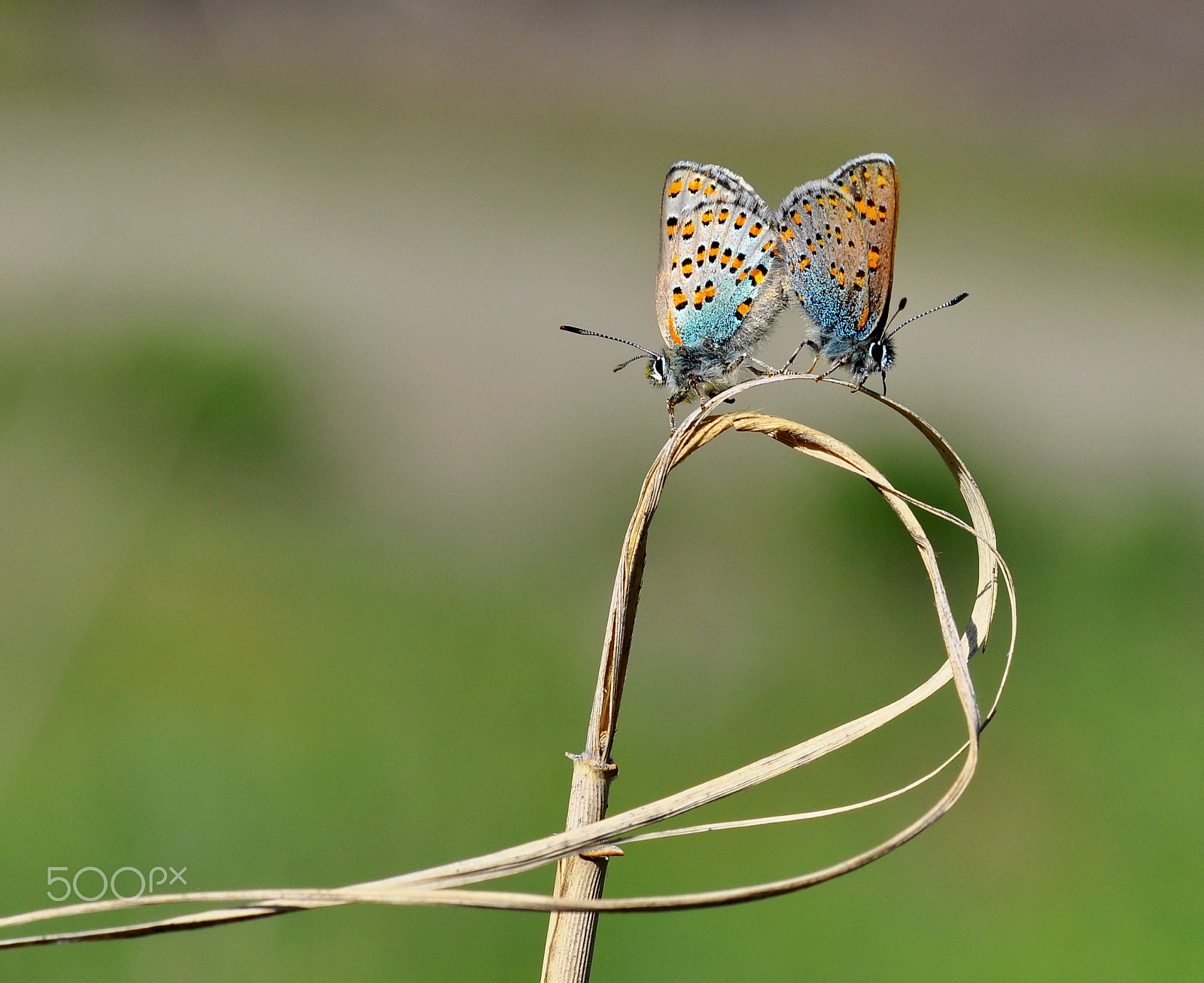 Nikon AF-S Micro-Nikkor 105mm F2.8G IF-ED VR sample photo. Tomares nogelii photography