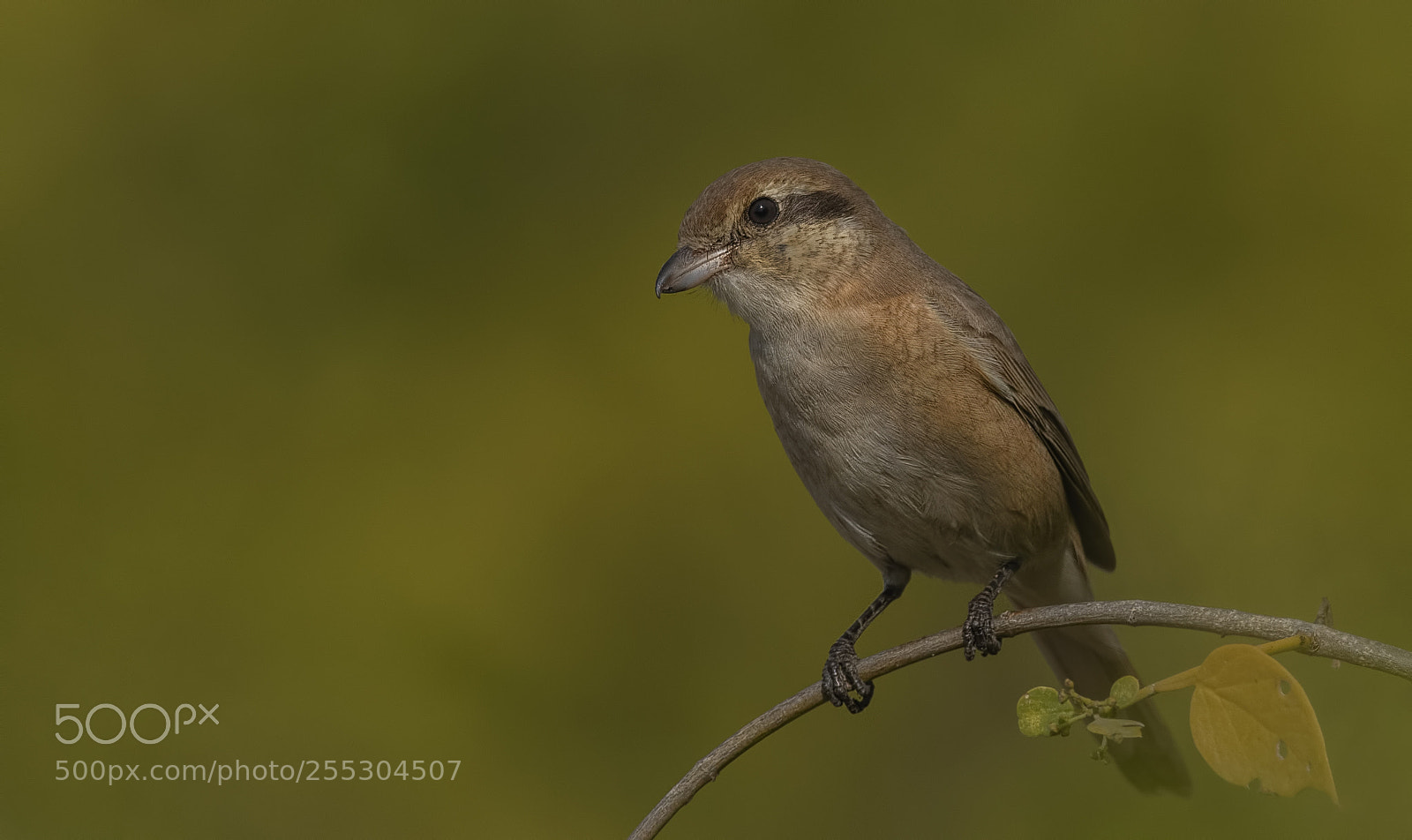 Nikon D500 sample photo. Isabelline shrike photography