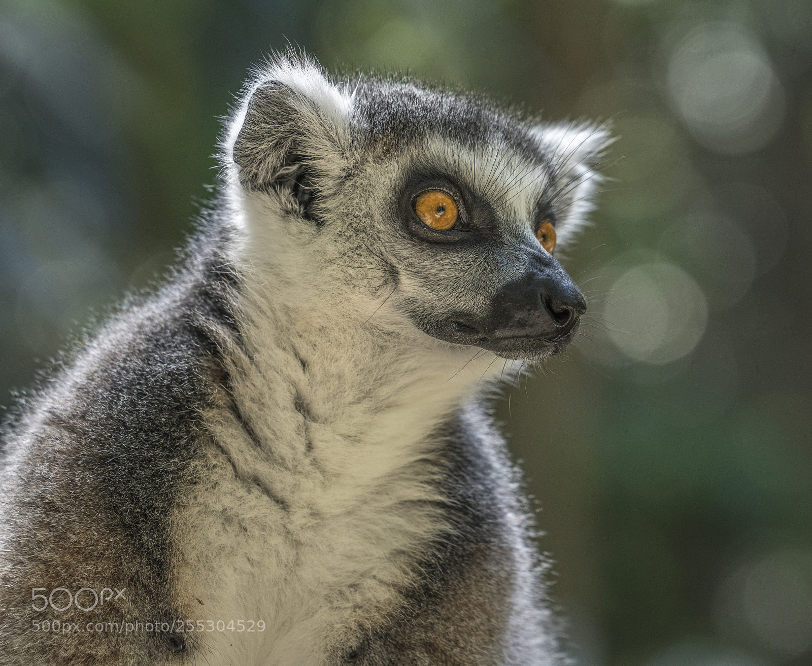 Sony a7R III sample photo. Ring tailed lemur photography