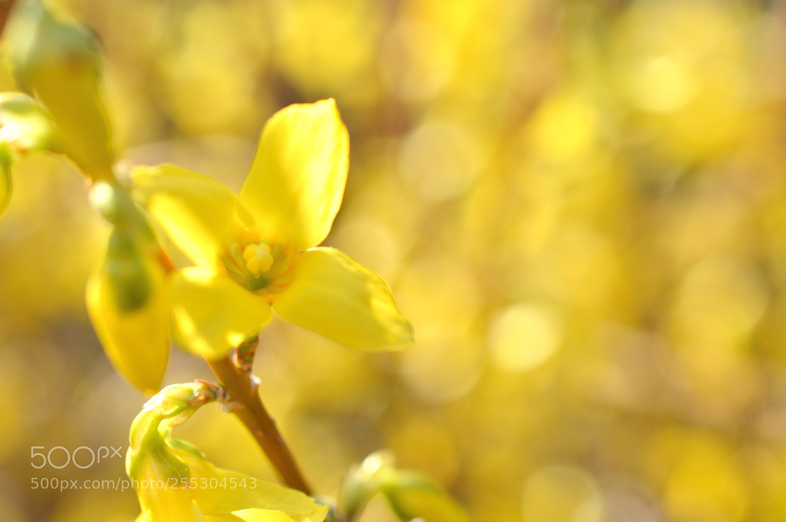Nikon D3200 sample photo. Forsythia ❁˚:*:・゜ photography