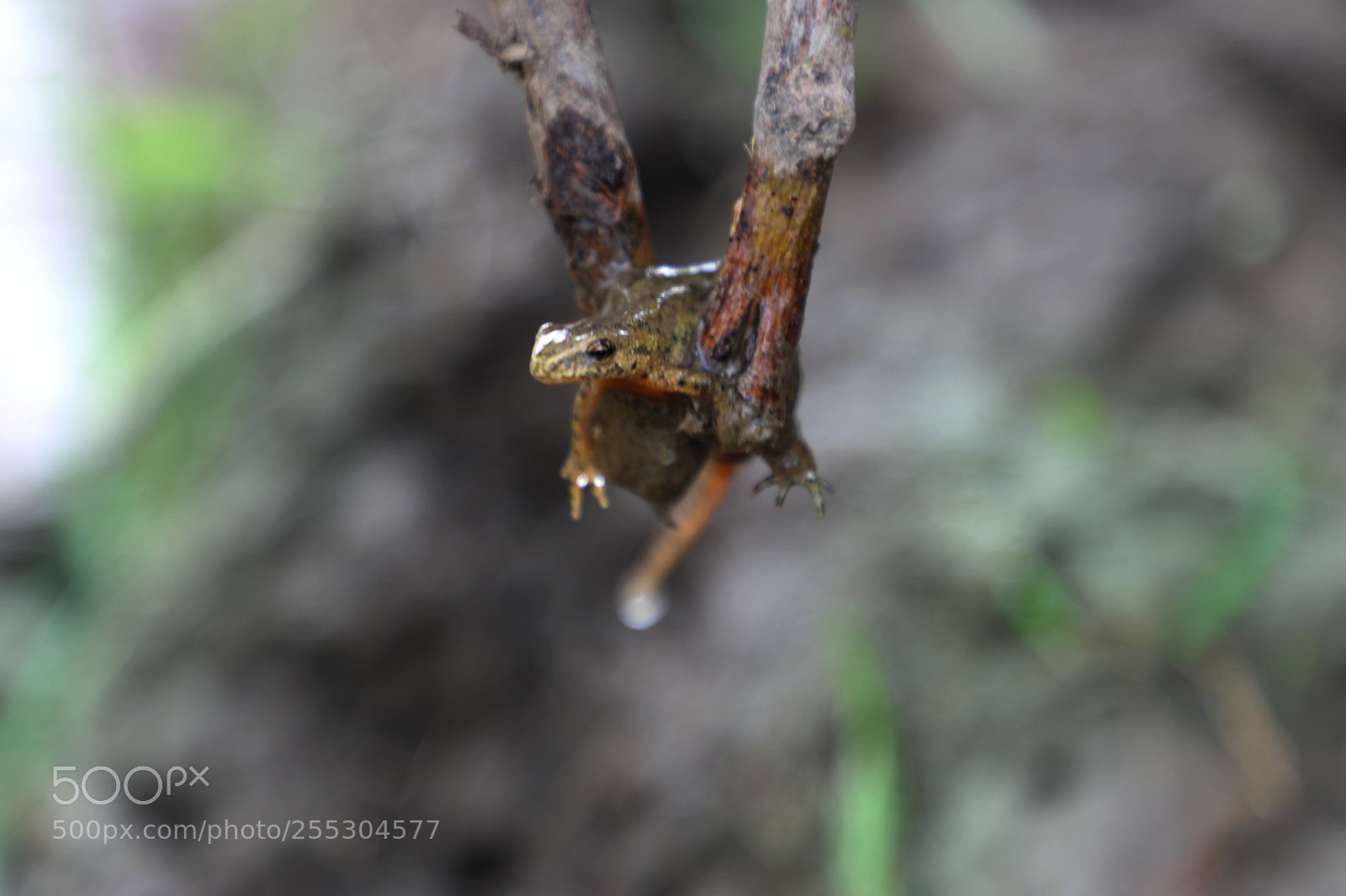 Canon EOS 80D sample photo. Yash photography