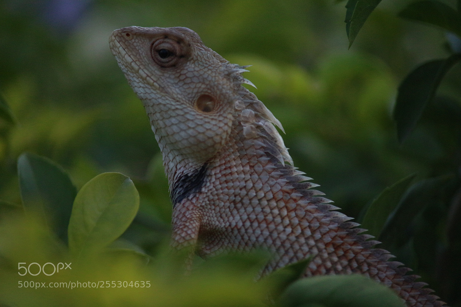 Canon EF-S 55-250mm F4-5.6 IS II sample photo. Indian garden lizard photography