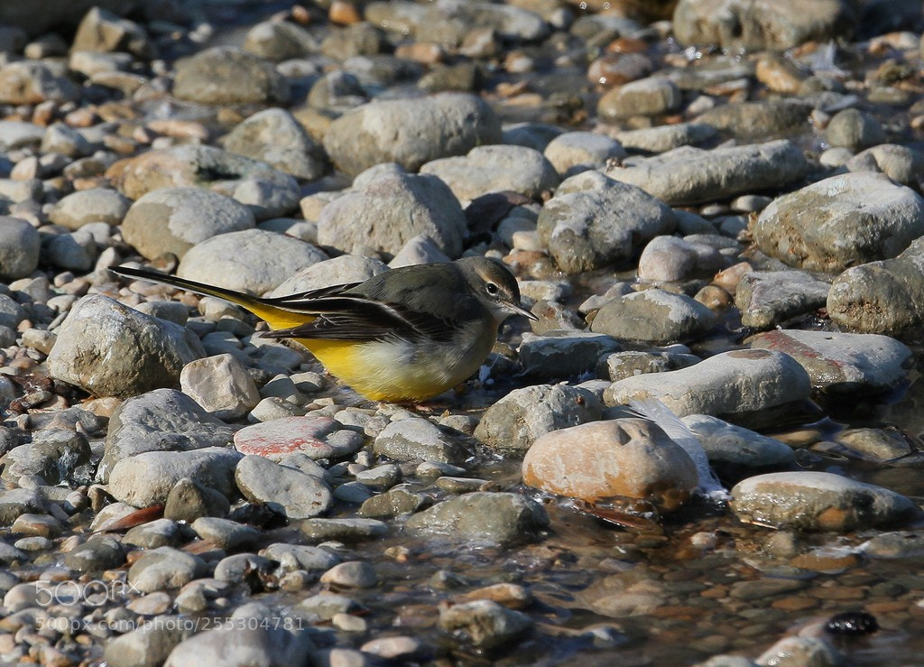 Canon EOS 7D sample photo. Bergeronnette printani re motacilla photography