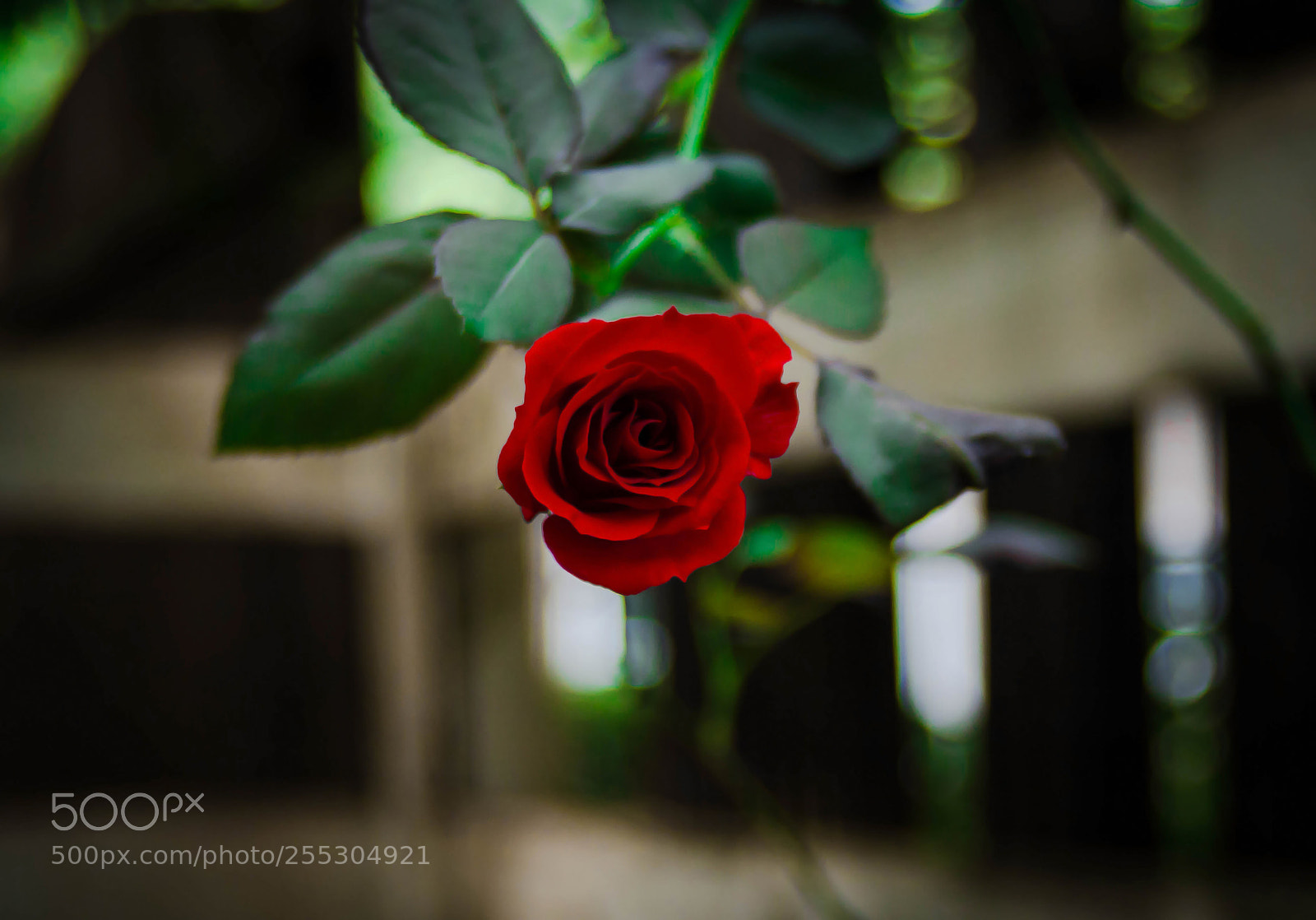 Nikon D7000 sample photo. Untitled photography