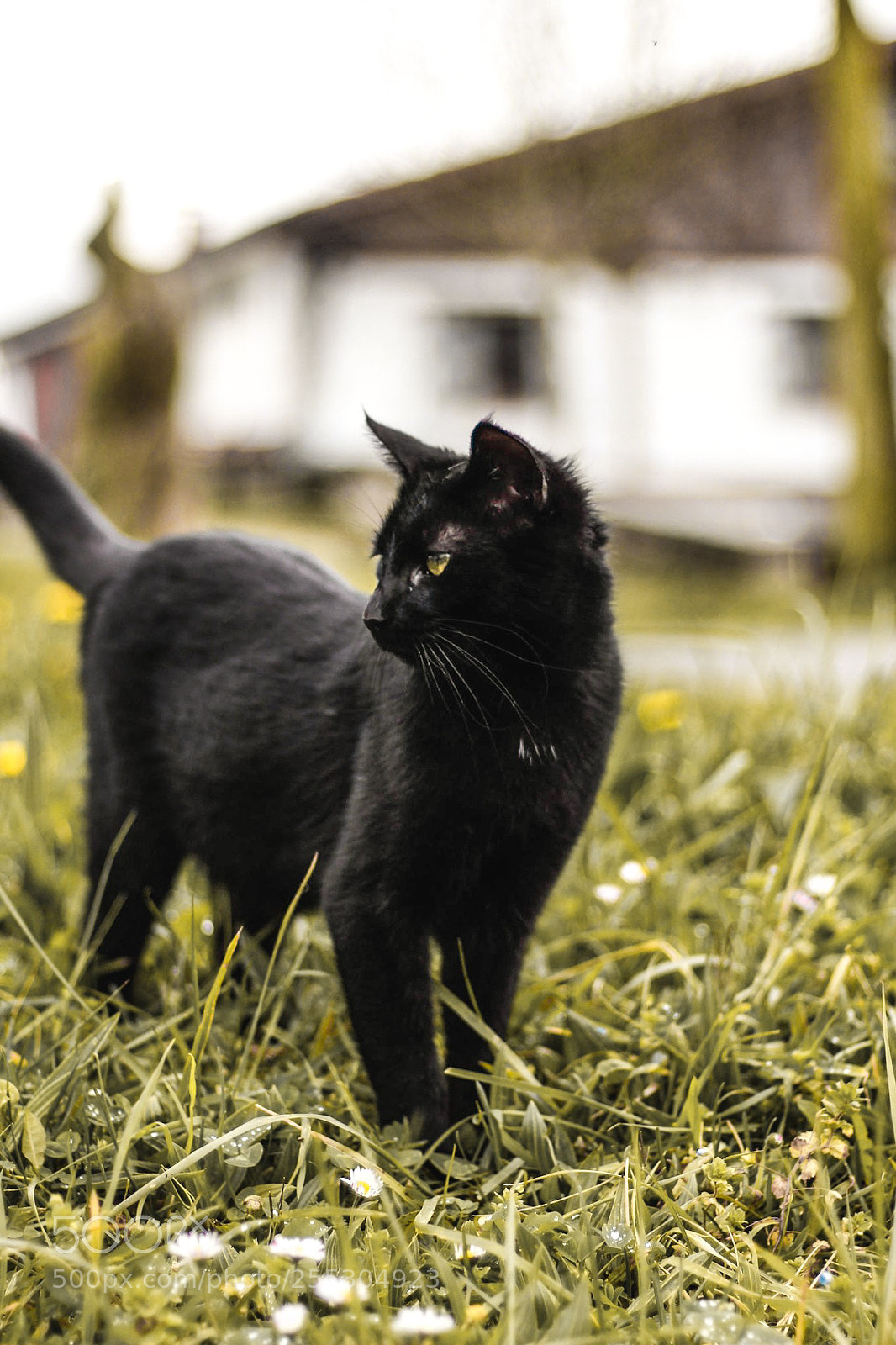 Canon EOS 100D (EOS Rebel SL1 / EOS Kiss X7) sample photo. Bad luck? photography