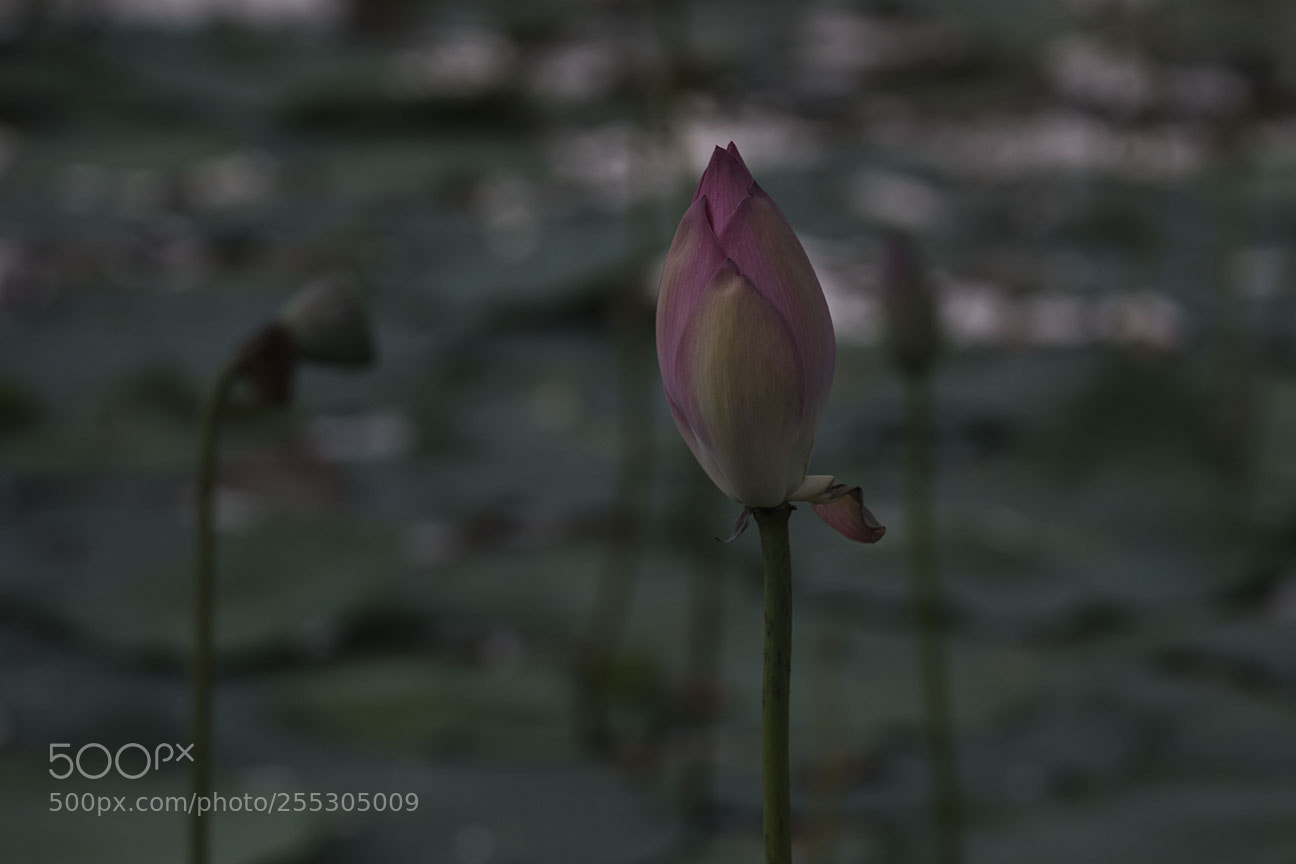 Nikon D810 sample photo. Lotus photography