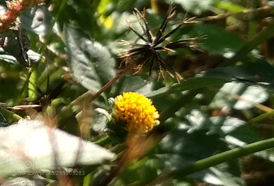 Xiaomi Redmi 4X sample photo. Untitled photography