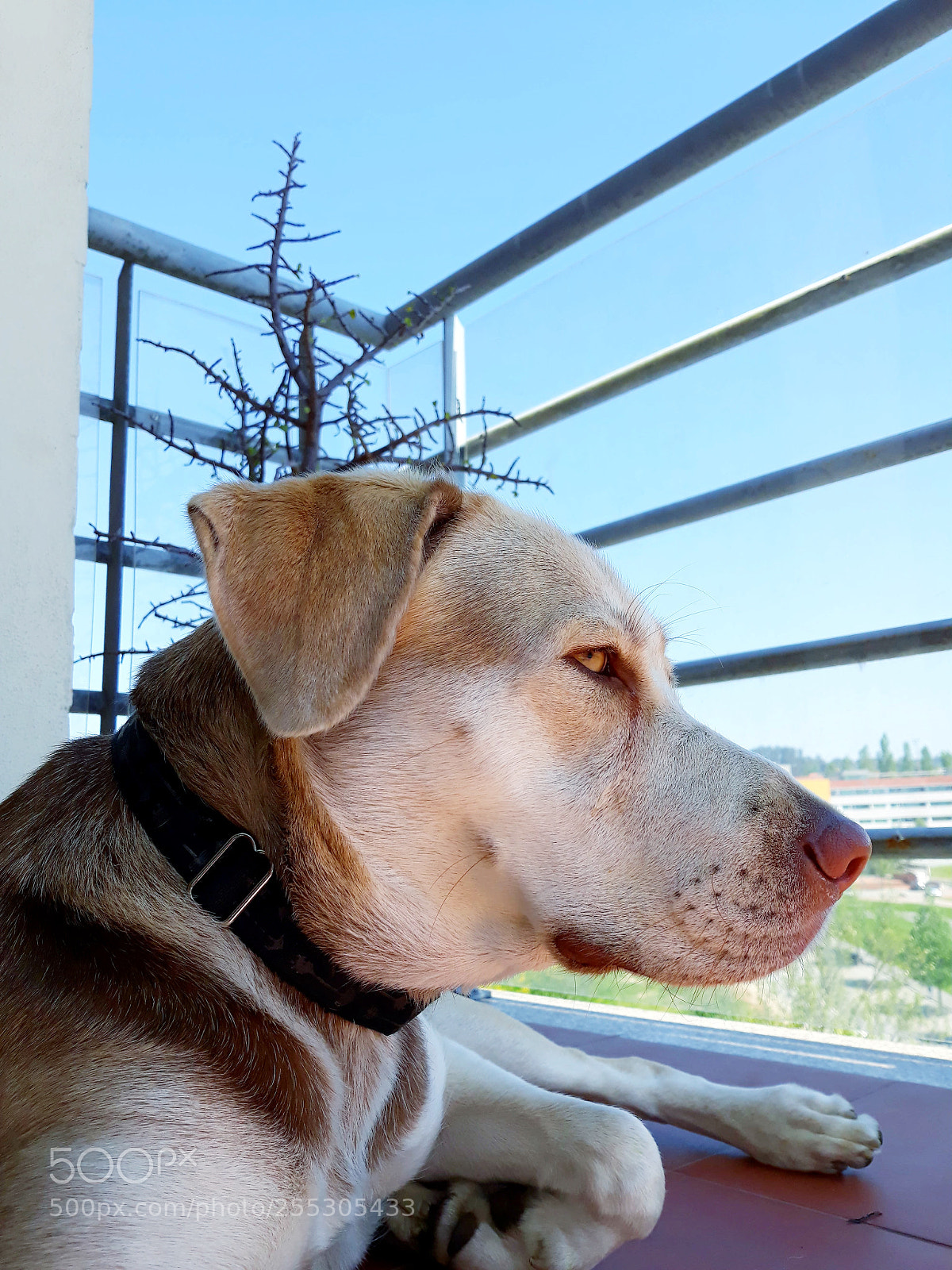 Samsung Galaxy J5 sample photo. Dog photography