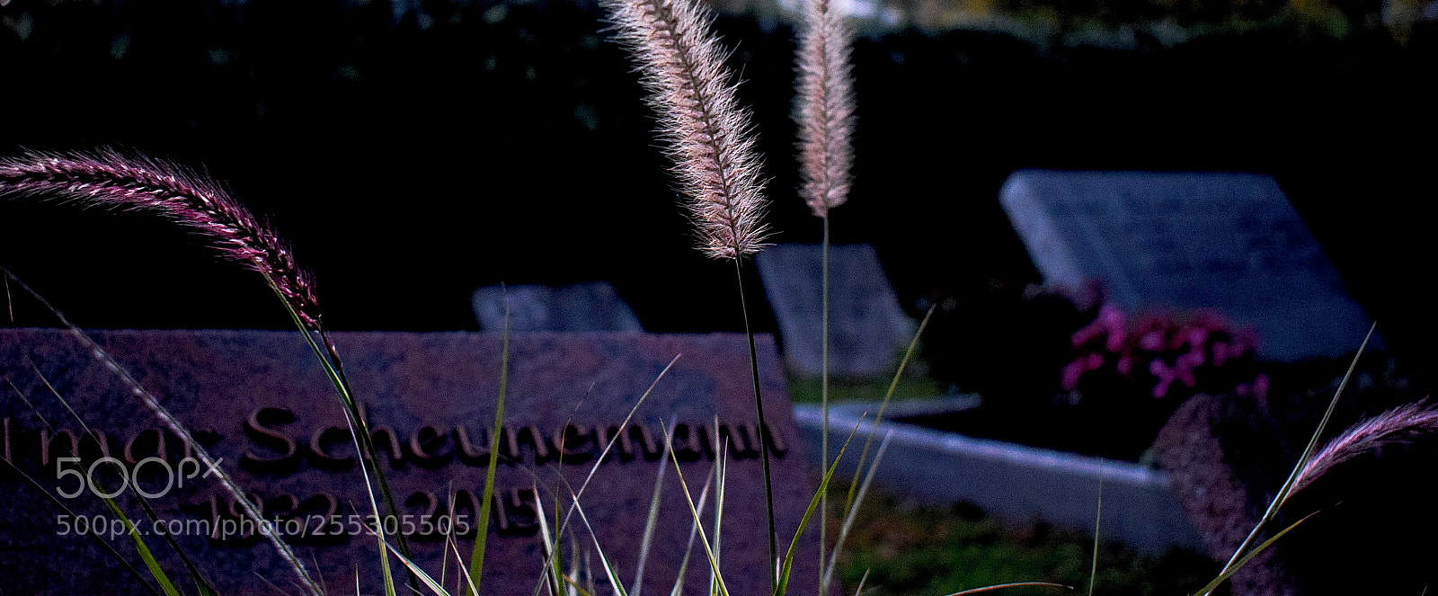 Nikon D3300 sample photo. Dsc photography