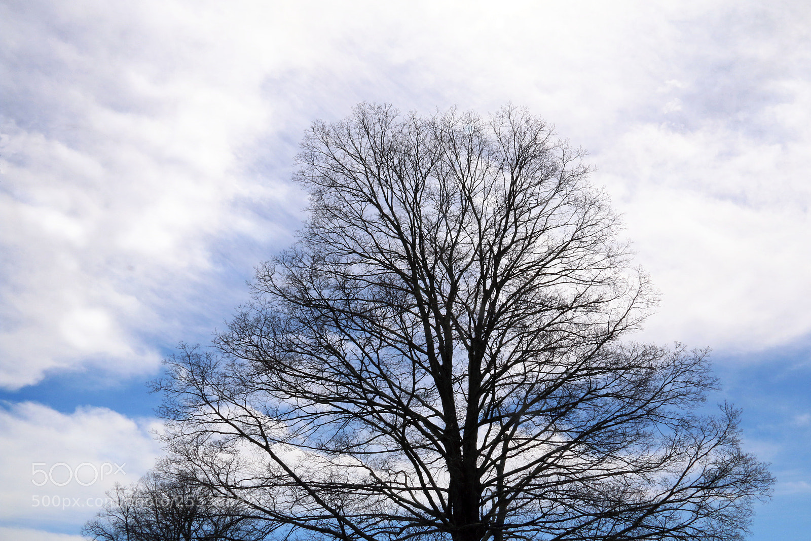 Canon EF-S 18-135mm F3.5-5.6 IS sample photo. Bare tree branches and photography