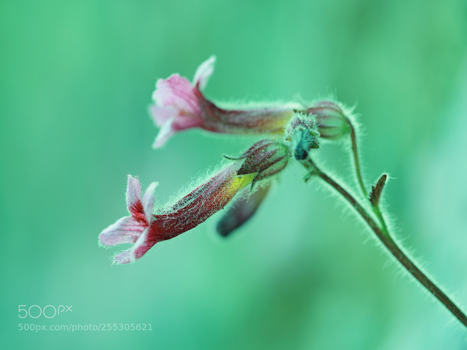 Canon EOS 5D Mark IV sample photo. For whom to bloom photography