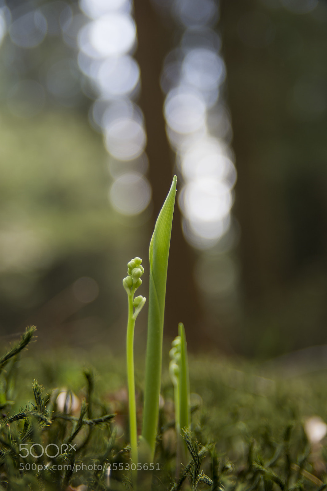 Nikon D7200 sample photo. Lillies of the valley photography