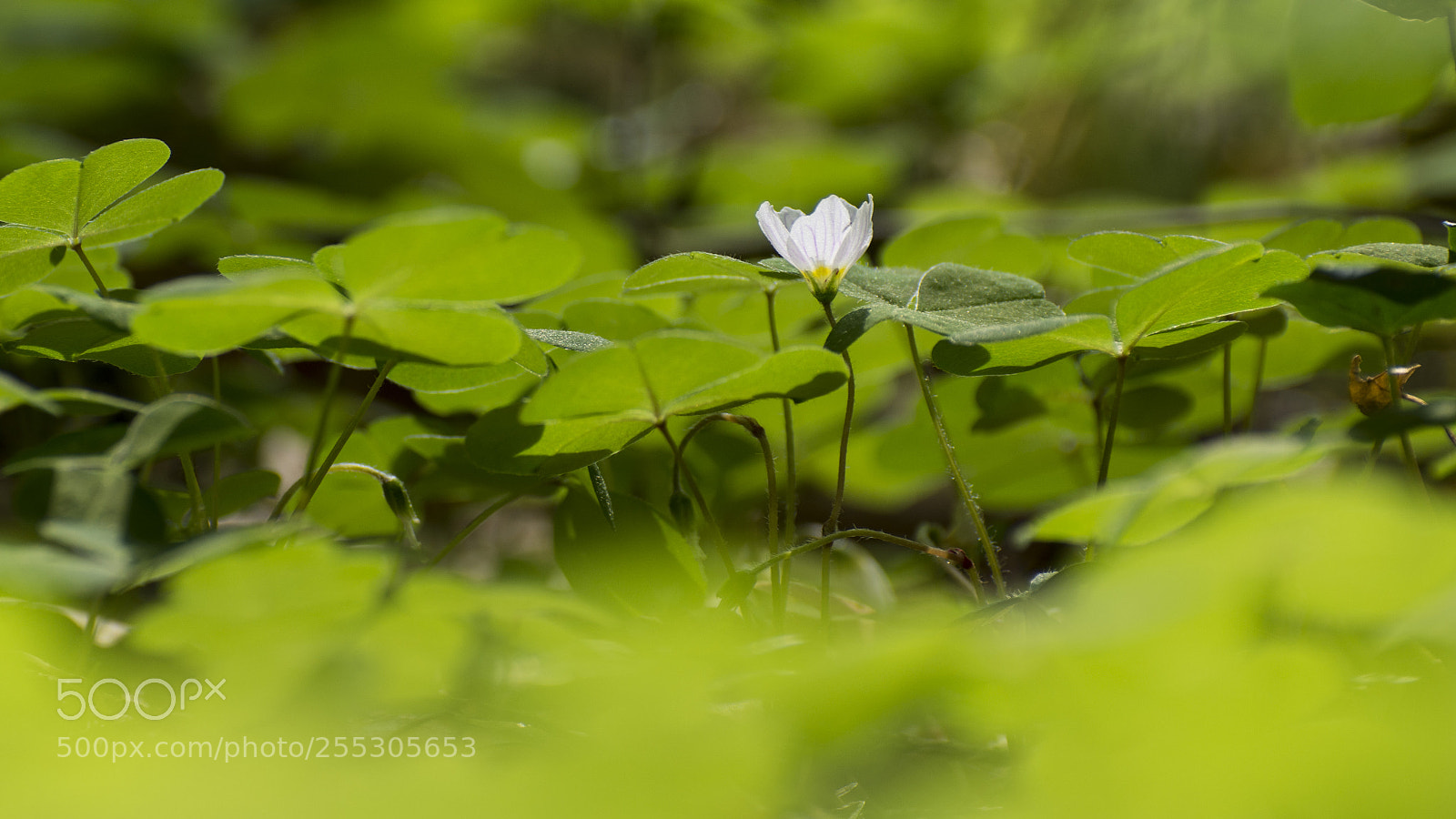 Nikon D7200 sample photo. The only one photography