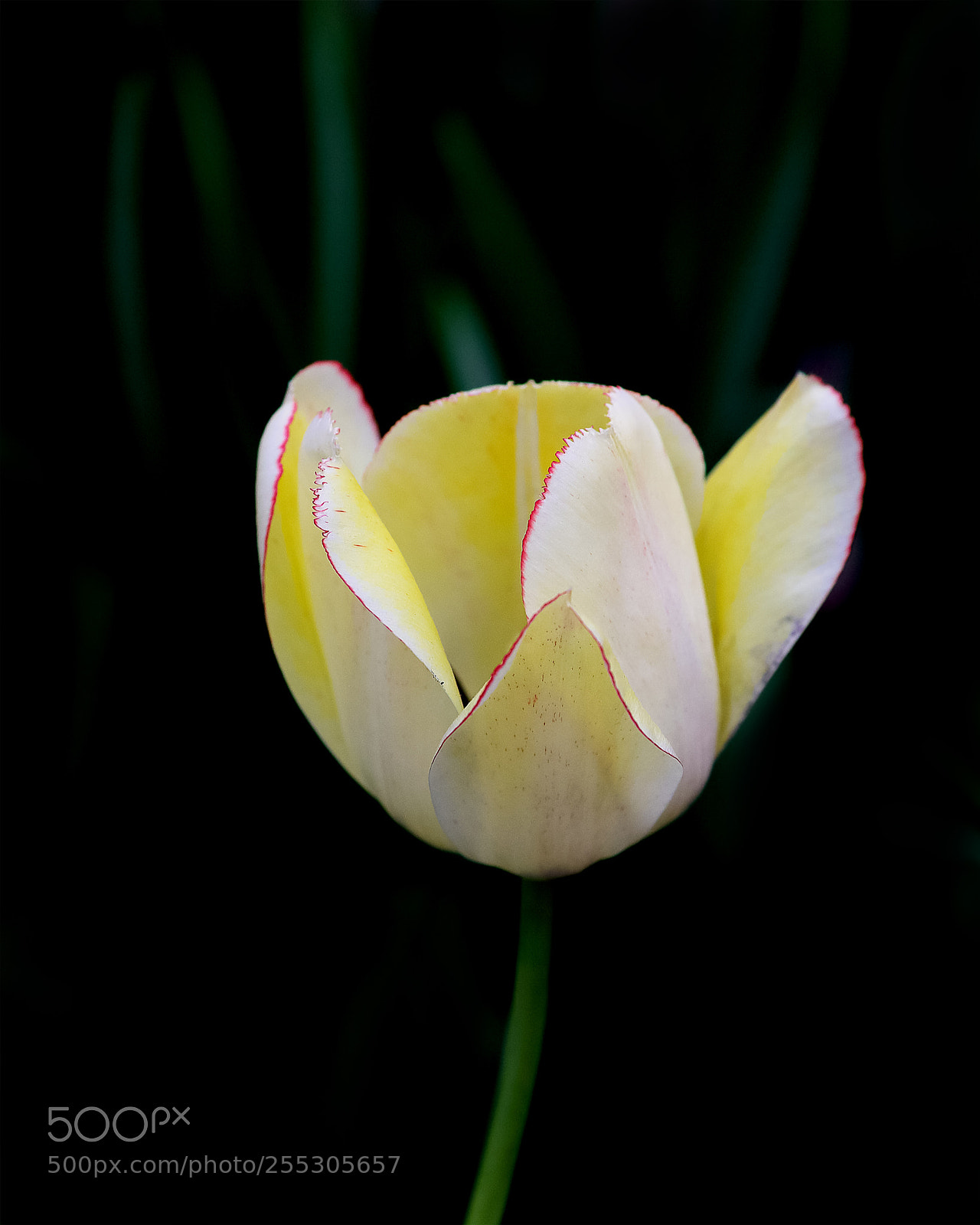 Canon EOS-1D X Mark II sample photo. 郁金香 photography