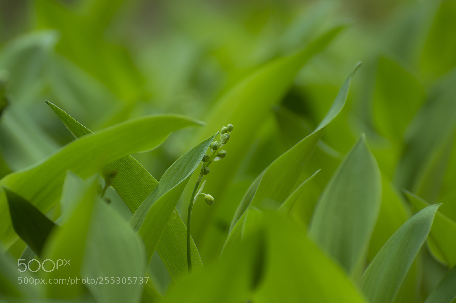 Nikon D5200 sample photo. Lily of the valley photography