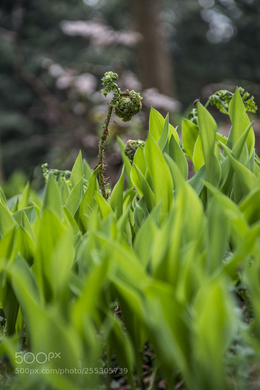 Nikon D5200 sample photo. Birth of a fern photography