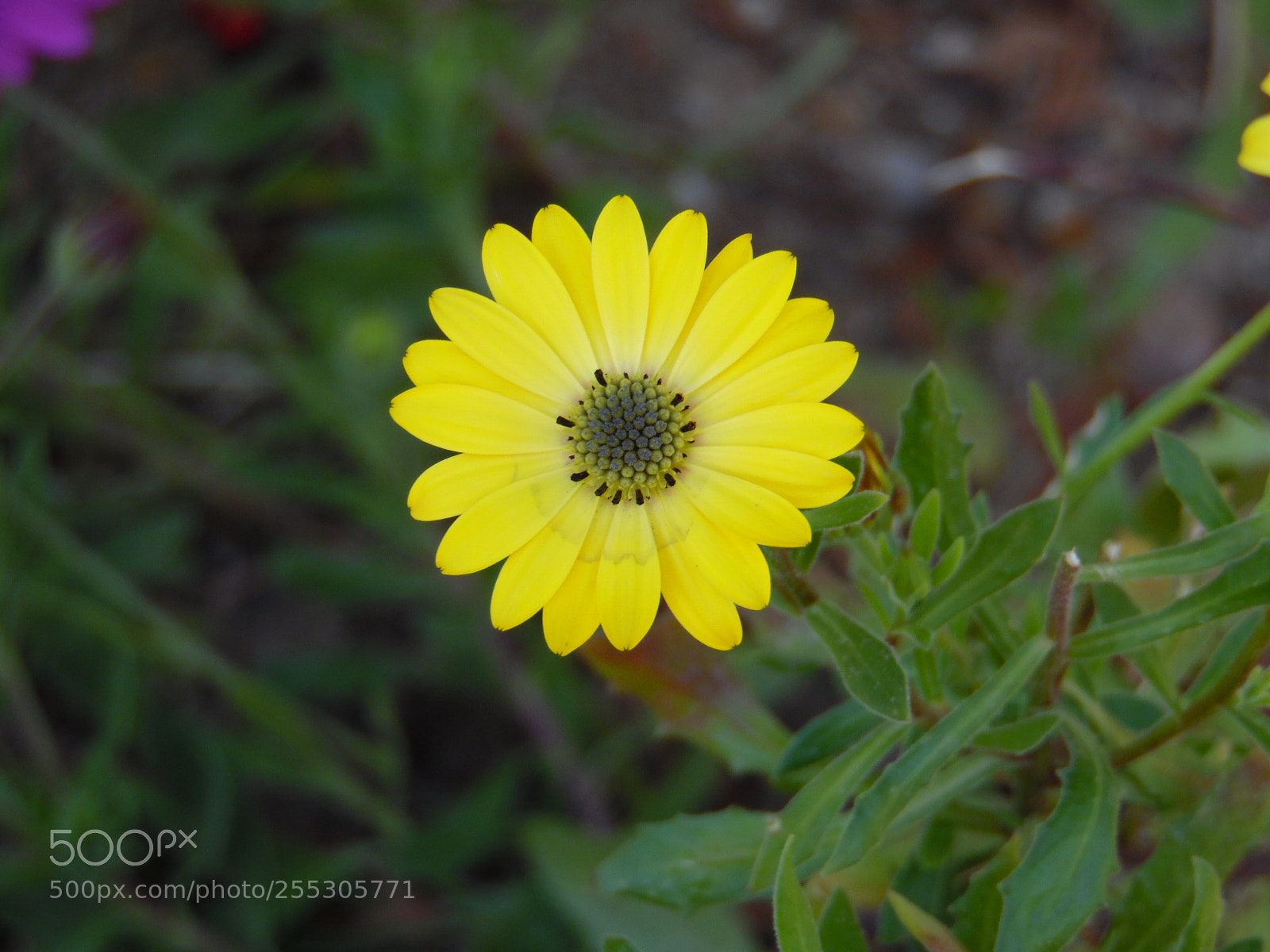 Samsung WB1100F/WB1101F/WB1102F sample photo. No change photography