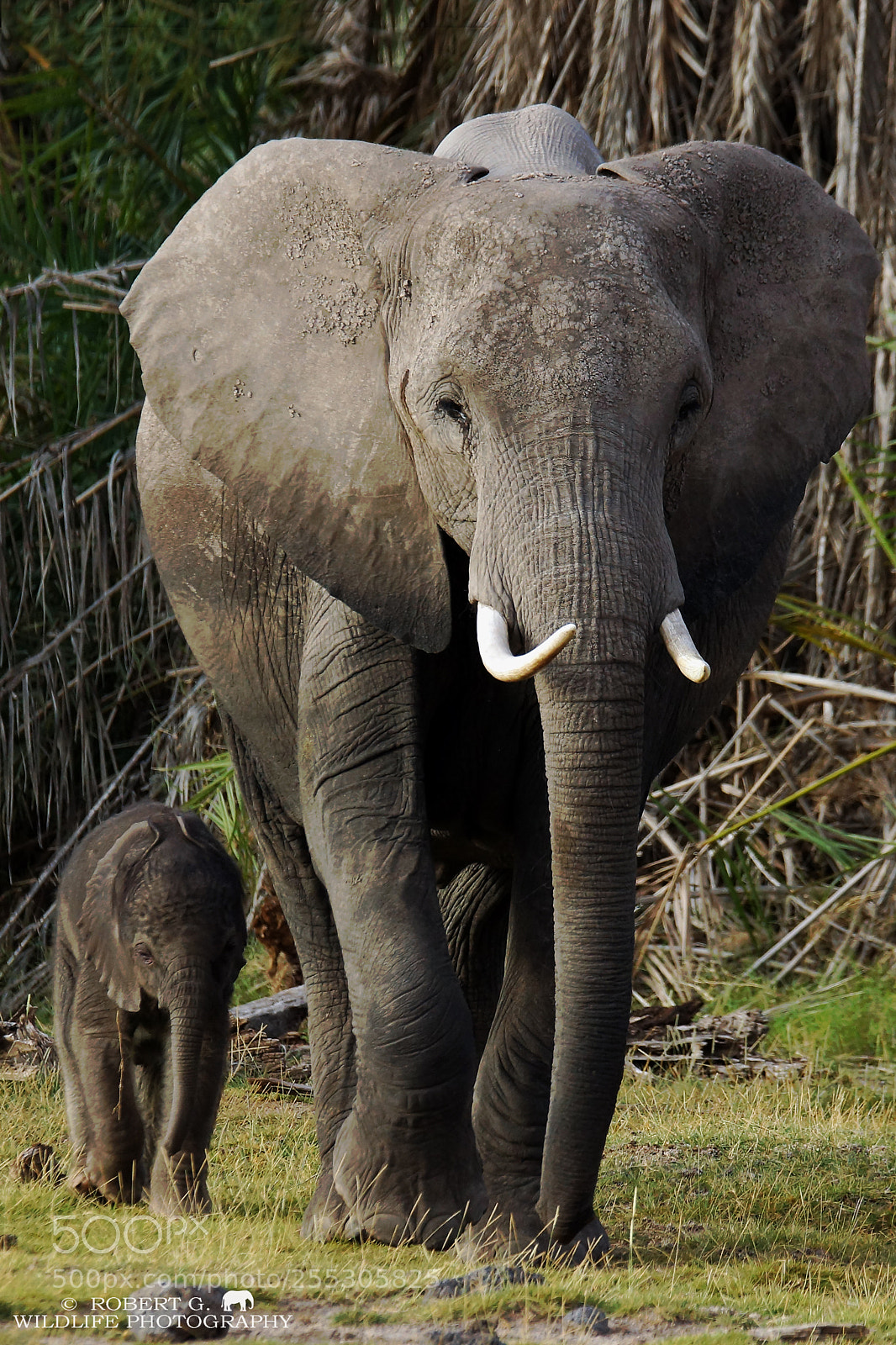 Sony SLT-A77 sample photo. Elephants photography